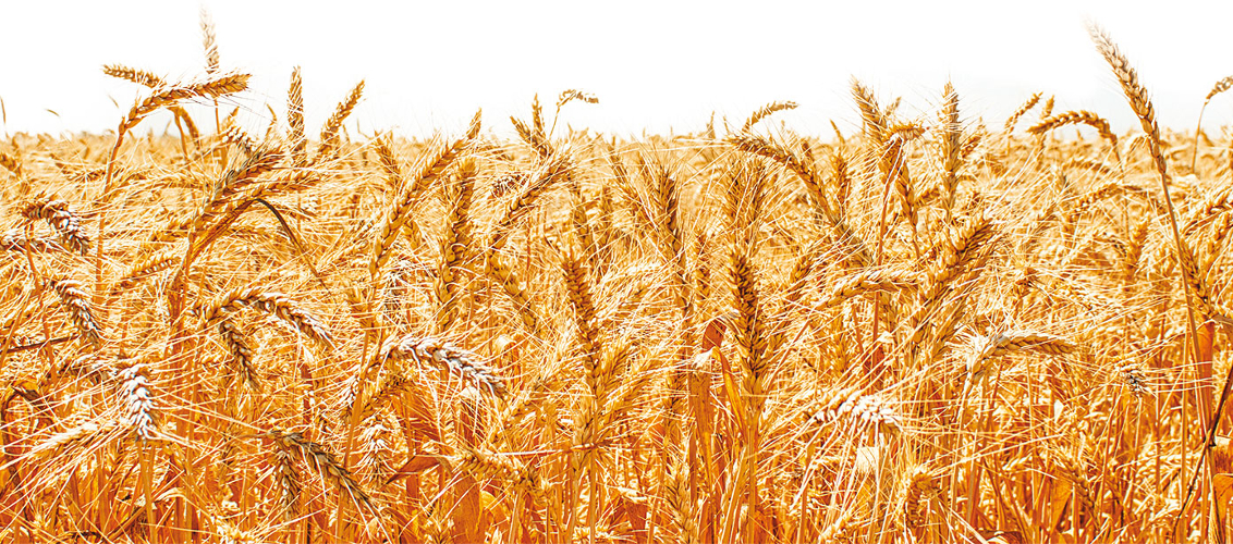Grano duro, quotazioni in crescita ma insufficienti Apimai Ravenna