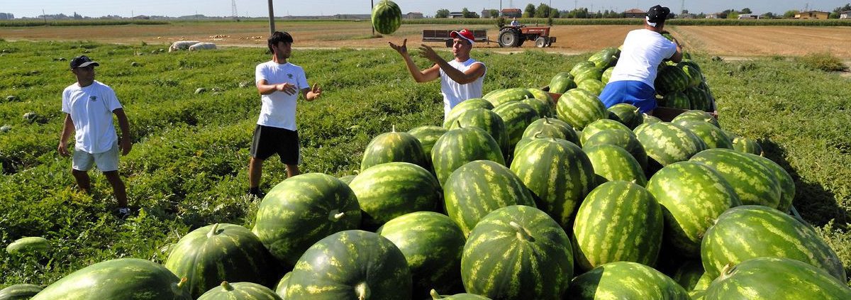 lavori occasionali accessori in agricoltura