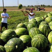 lavori occasionali accessori in agricoltura