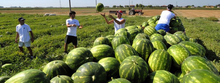 lavori occasionali accessori in agricoltura